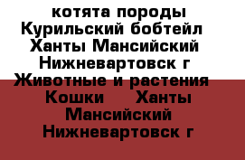 котята породы Курильский бобтейл - Ханты-Мансийский, Нижневартовск г. Животные и растения » Кошки   . Ханты-Мансийский,Нижневартовск г.